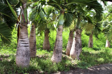 Vielfltige Pflanzenwelt auf Mauritius