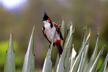 Schner Vogel auf Mauritius