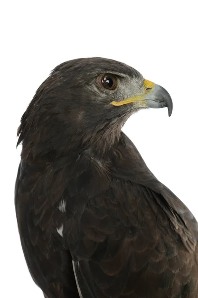 Adlerpofile Isoliert Auf Weißem Hintergrund — Stockfoto