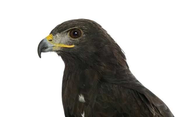 Porträt Eines Adlers Isoliert Auf Weißem Hintergrund — Stockfoto