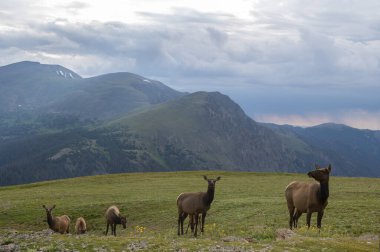 Colorado 'da Rocky Dağları' nın önünde bulutlu ve yağmurlu bir havada duran geyikler.