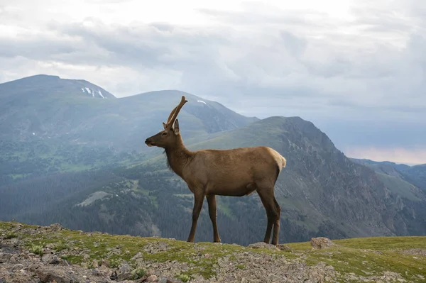 Elk Standing Front Rocky Mountains Cloudy Day — Stock Photo, Image