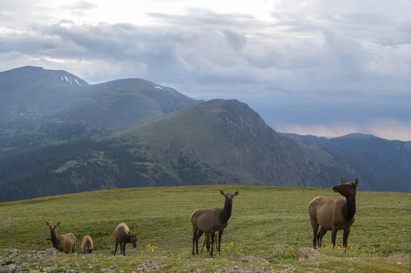 Elks Standing Front Rocky Mountains Colorado Cloudy Rainy — Stock Photo, Image