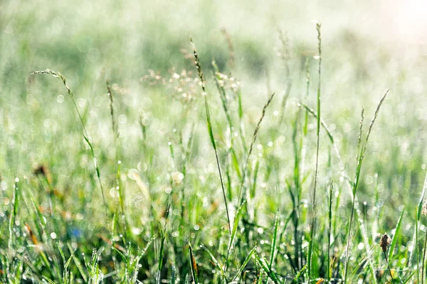 Erba verde con tramonto — Foto Stock