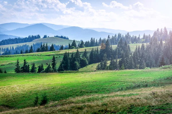 Zonsondergang in het landschap van bergen. Dramatische hemel. Karpaten, Oekraïne, Europa. — Stockfoto