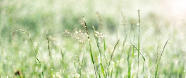 Günbatımlı yeşil çimen