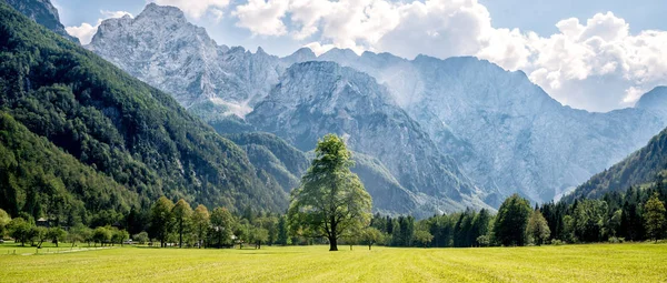 Vale da montanha com árvores verdes — Fotografia de Stock