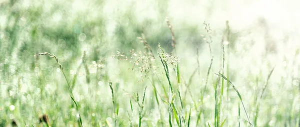 Erba verde con tramonto — Foto Stock