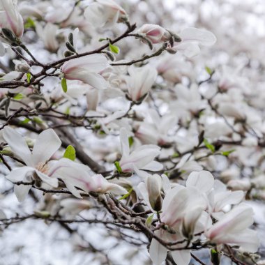 Manolya ağacı çiçeği