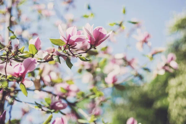 Magnolia träd blossom — Stockfoto