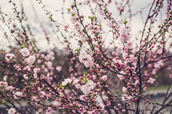 Blommor av blossom träd — Stockfoto