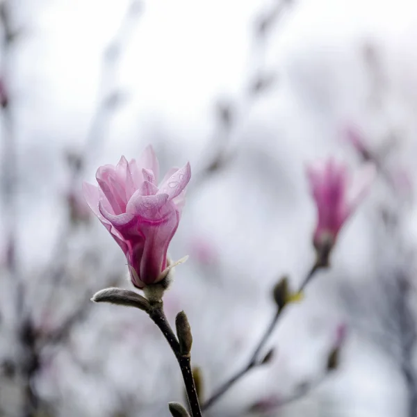 Magnolia träd blossom — Stockfoto