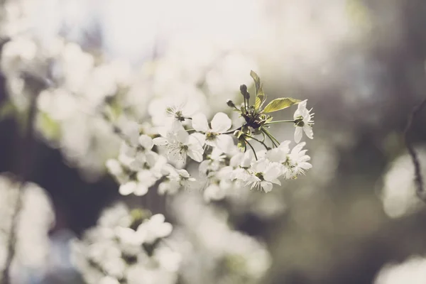 Blommor av blossom träd — Stockfoto