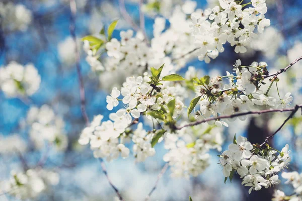 Blommor av blossom träd — Stockfoto
