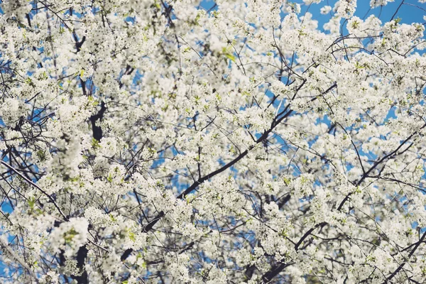 Blommor av blossom träd — Stockfoto