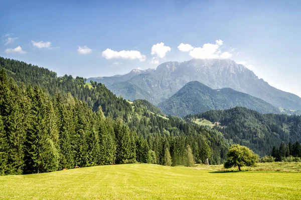 Yeşil ağaçlar dağ Vadisi