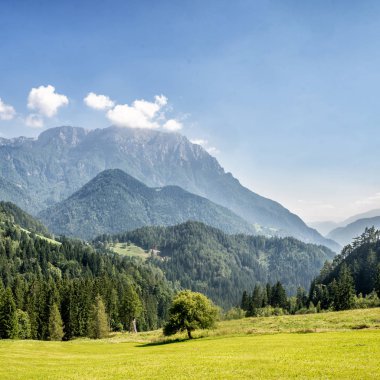 Yeşil ağaçlar dağ Vadisi
