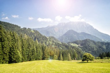 Yeşil ağaçlar dağ Vadisi