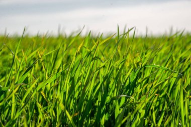 yeşil tarla ve mavi gökyüzü