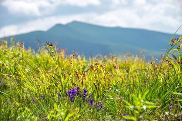 Flores mostradas en el fondo de las montañas — Foto de Stock