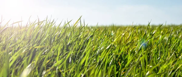 Campo verde e cielo blu — Foto Stock