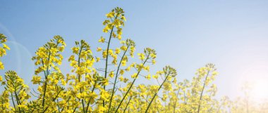 Sarı alan ve mavi gökyüzü