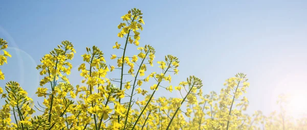 Sarı alan ve mavi gökyüzü