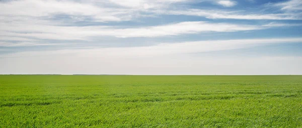 Campo verde y cielo azul —  Fotos de Stock