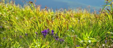 Dağlar arka plan üzerinde gösterilen çiçekler