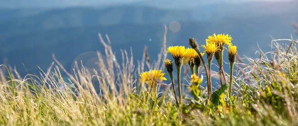 Flores mostradas no fundo das montanhas — Fotografia de Stock
