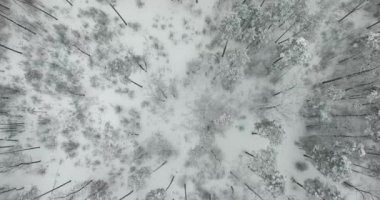 Uçuş kış orman yukarıda. 4k