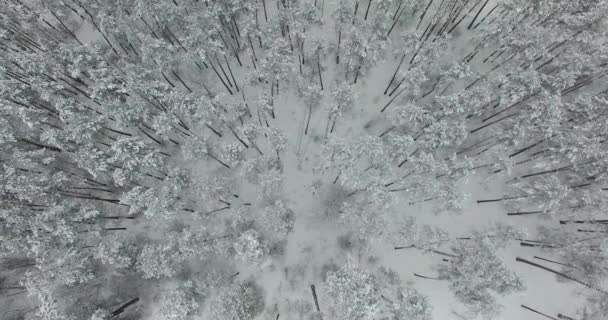 Flyg över vintern skog. 4k — Stockvideo