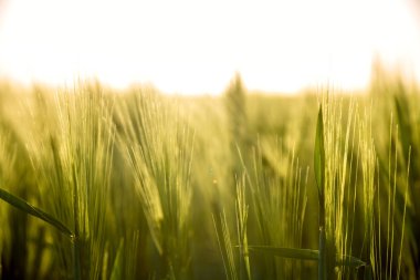 gün batımı ve çim