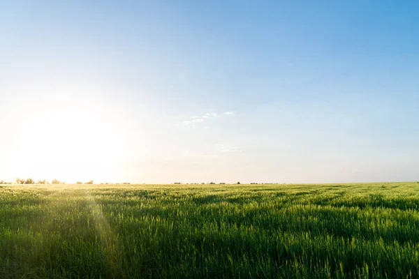 Puesta de sol y hierba —  Fotos de Stock