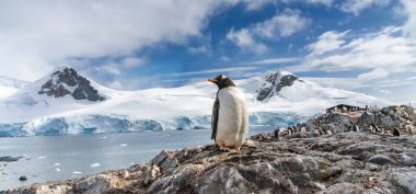 Penguins in Antarctica. Port Lockroy. clipart