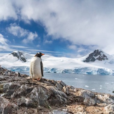 Antarktika 'daki penguenler. Port Lockroy.