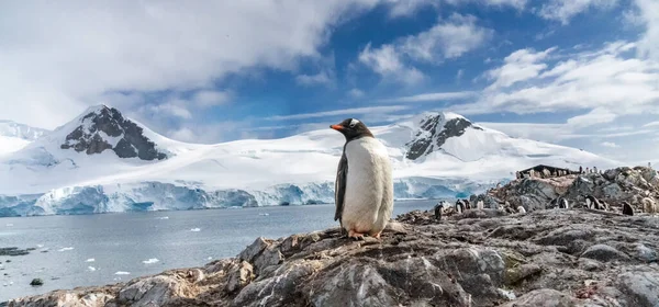 Pingvinek az Antarktiszon. Port Lockroy kikötő. — Stock Fotó