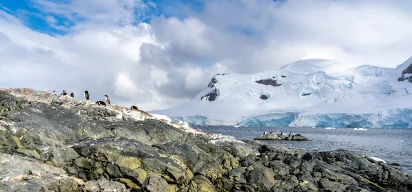 Пінгвіни в Антарктиді. Порт - Локрой. — стокове фото