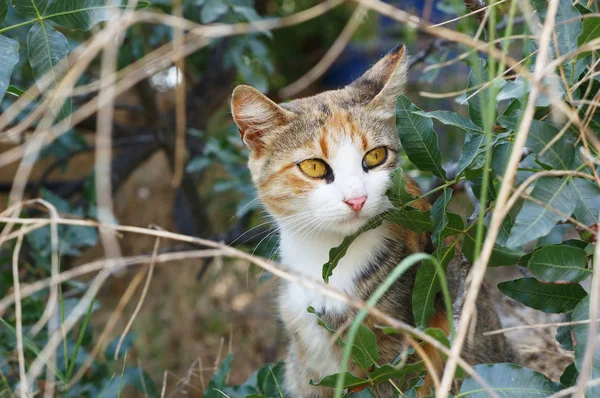 Dreifarbige Katze sitzt im Gebüsch — Stockfoto
