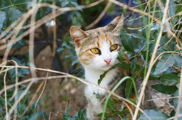 3 색 고양이 숲에 앉아 — 스톡 사진