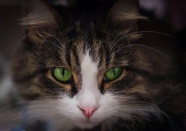 Chat aux yeux verts — Photo