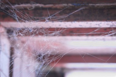 Örümcek ağı penceresinde