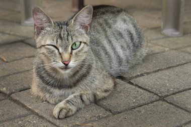 Kedi tek gözüyle göz kırpıyor
