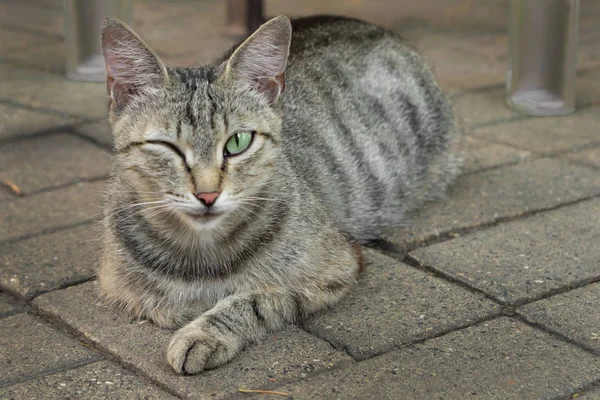 Kedi tek gözüyle göz kırpıyor — Stok fotoğraf