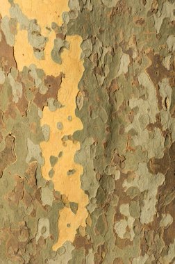 Ağaç kabuğunun dikey dokusu, haki rengine benzer.