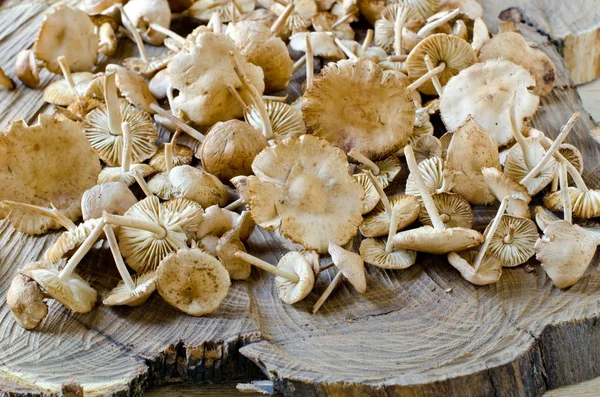 Med houby na dřevěný stůl — Stock fotografie