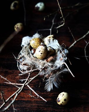 Yuvasında tüyleri olan bıldırcın yumurtaları fotokopi alanı olan siyah ahşap bir masada. Paskalya, Bahar veya sağlıklı organik gıda konsepti.