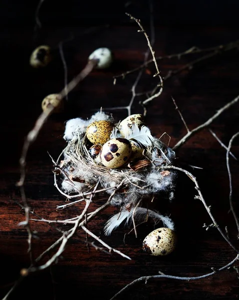 Quail Eggs Feathers Nest Black Wooden Table Copy Space Easter — Stock Photo, Image