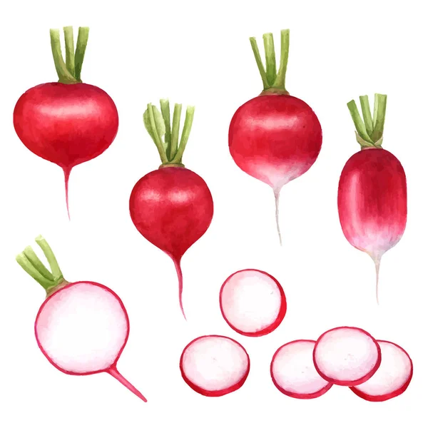 Set radishes, vegetables painted with watercolors on white background. Radish with leaves, half a radish. — Stock Vector