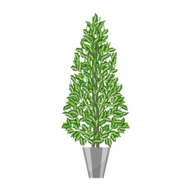 Benjamin ficus. Yaprak döken bitki saksı içinde. Ev iç dekorasyon için bitki gerçekçi simgesi. İğne yapraklı bitki saksı içinde. vektör çizim